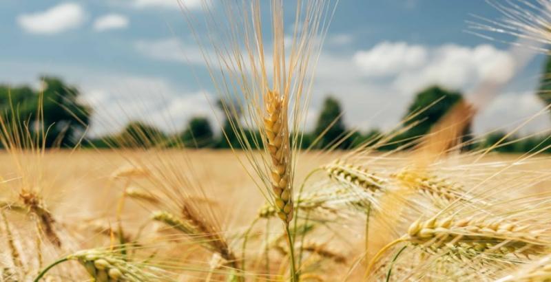 Аграрії Полтавщини намолотили 1,5 млн тонн ранніх зернових