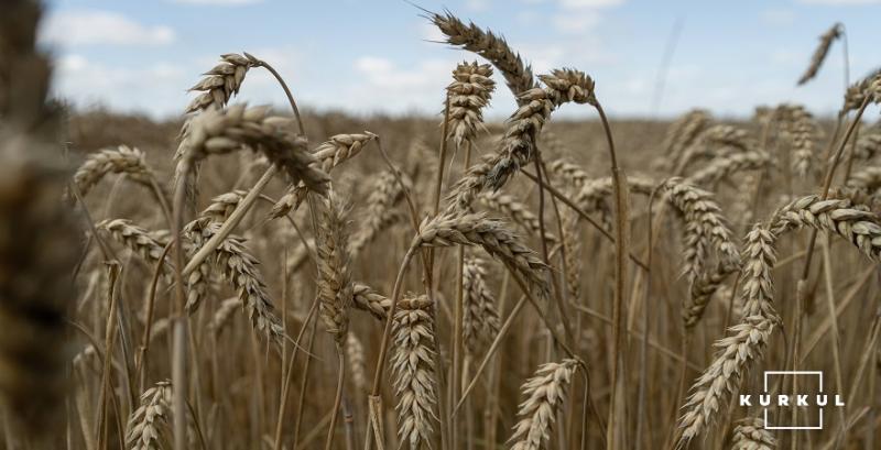 Аналітики прогнозують рекордний валовий збір зернових