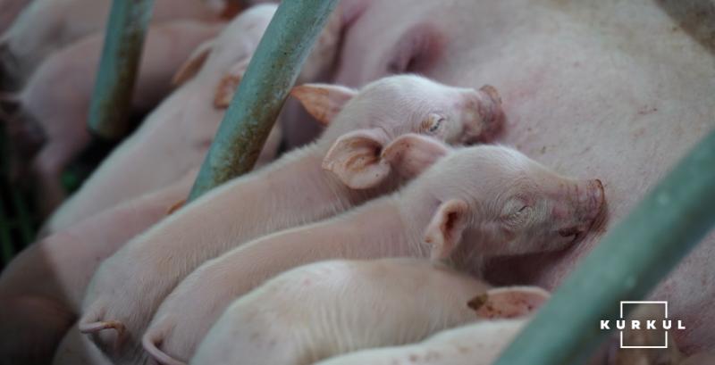 В Україні розроблять технологію безконтактного зважування свиней