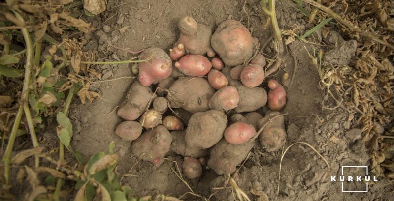 Вітчизняні картоплярі рахують збитки завдані погодними умовами