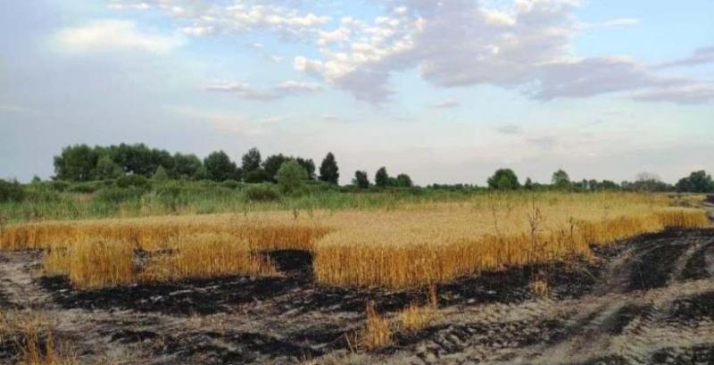 Через пожежу на пшеничному полі фермер втратив врожаю на майже 2 млн грн