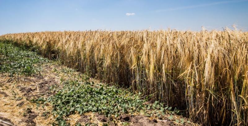 Аграрії Одещини зібрали понад 2 млн тонн зерна нового врожаю
