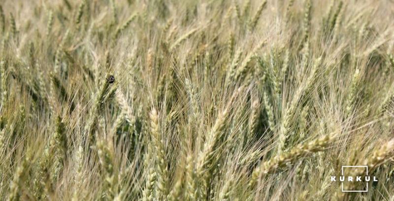 В США врожай ярої пшениці може бути одним з найгірших із 1993 року