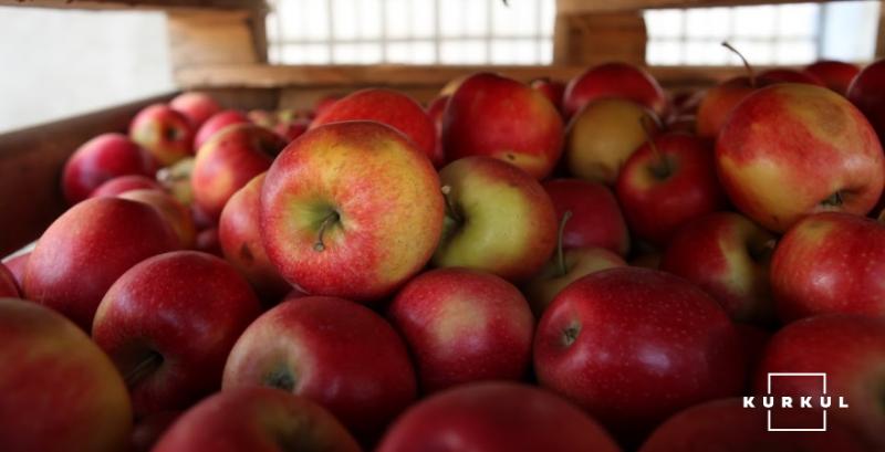 Сад Буковини планує збільшити експорт яблук