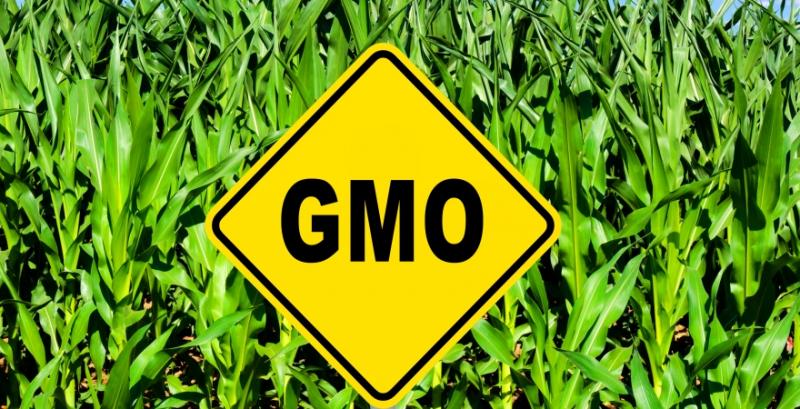 Уряд пропонує підвищити штрафи за нелегальне використання ГМО
