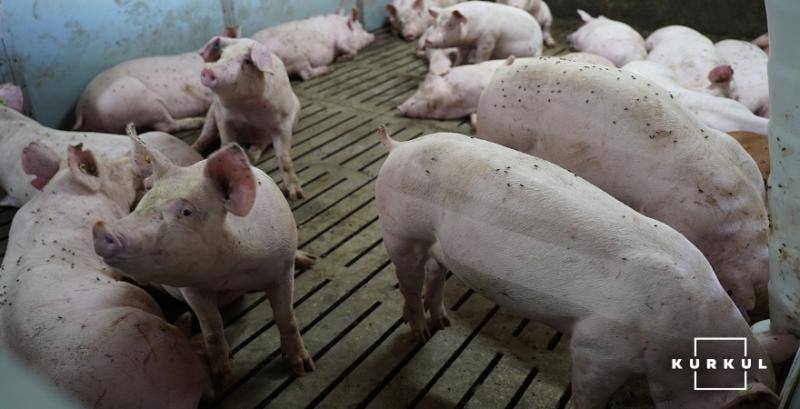 Експерти озвучили ціни на свиней живою вагою