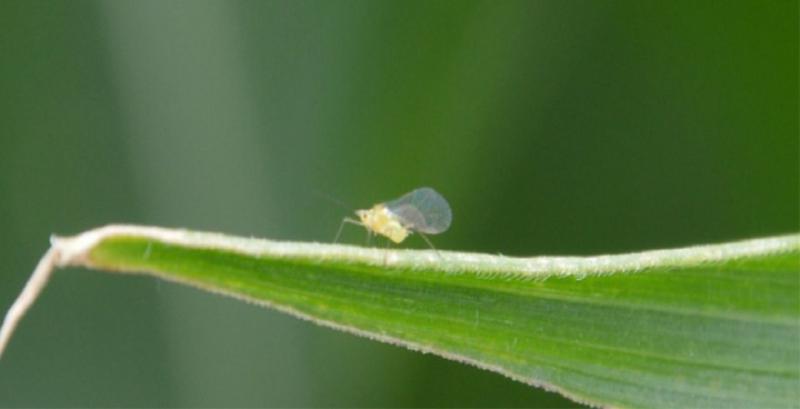 Майже на 20% посівів кукурудзи розвиваються попелиці Майже на 20% посівів кукурудзи розвиваються попелиці