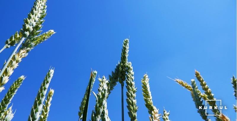 Вітчизняні аграрії експортували на зовнішні ринки понад 1,4 млн тонн пшениці 