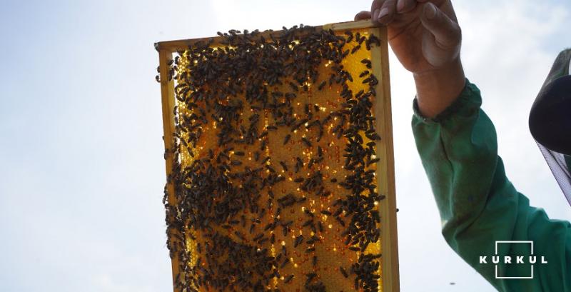 В Україні вартість меду зросла на 50-100 грн/кг і знижуватись не буде