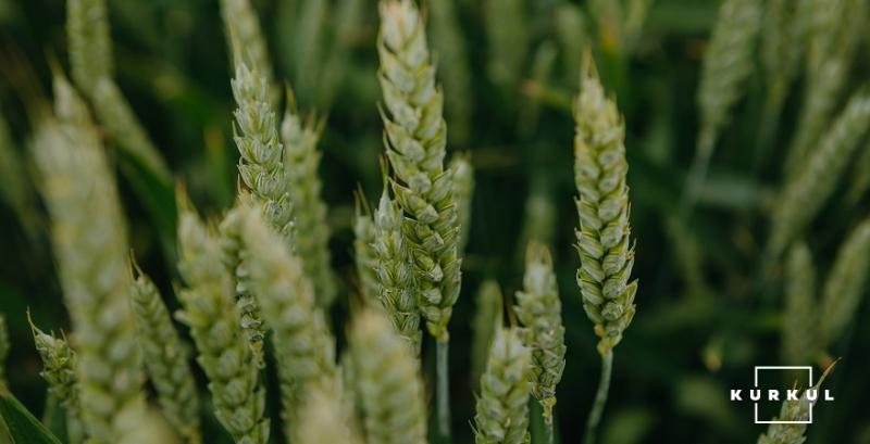  На Житомирщині середня врожайність зернових більша торішньої
