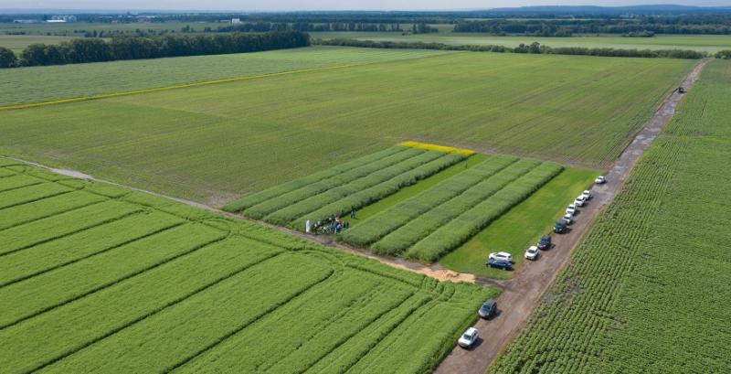 Українським аграріям презентували лінійку гібридів озимої пшениці та ріпаку селекції DSV