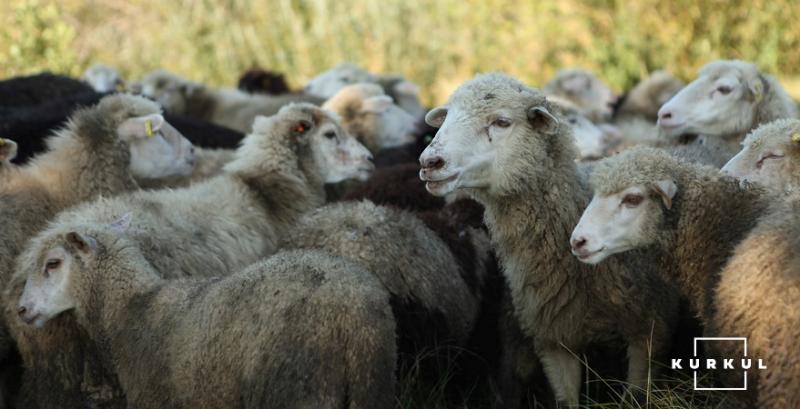 В Грузії через погодні умови загинуло понад півтисячі овець
