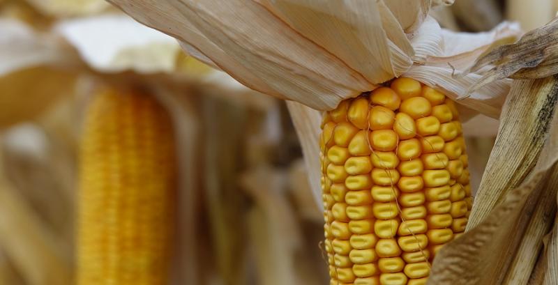 Експерти прогнозують збільшення експорту кукурудзи для України
