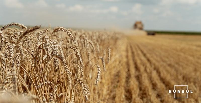 Стало відомо, чому зросли ціни на пшеницю