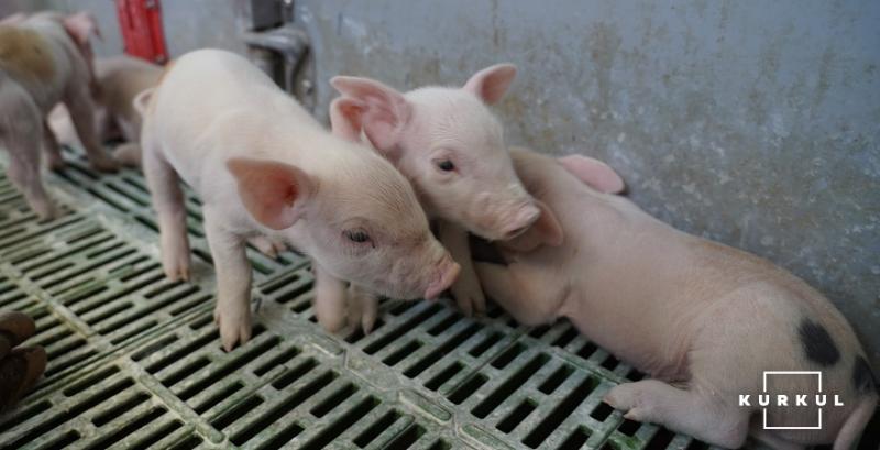 Африканська чума свиней продовжує вирувати в Європі