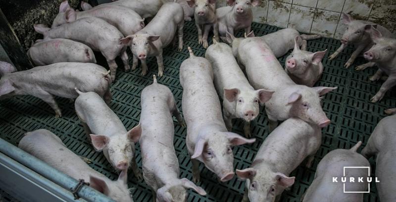 Озвучено ціни на свиней живою вагою наступного тижня