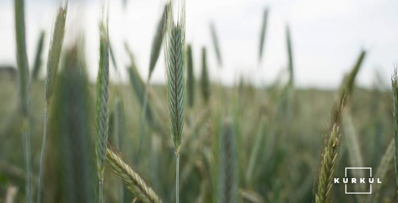 В Україні врожайність зернових зросла на 18%