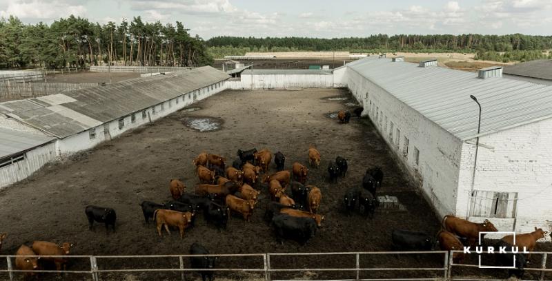 Катар інвестує в побудову молочної ферми в Україні 
