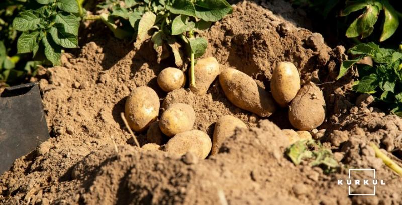 На Херсонщині відкрили потужне картоплесховище за 100 млн грн