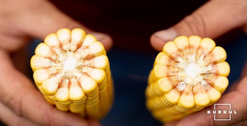 Аналітики розповіли, чи чекати змін на ринку фуражної кукурудзи