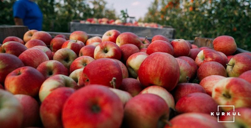 Ціни на яблука очікуються на рівні 7 грн/кг