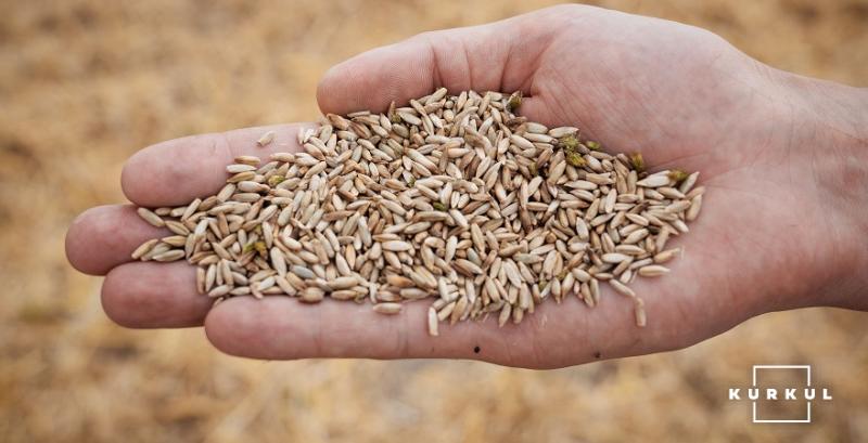 Завдяки сприятливим погодним умовам на Кіровоградщині зібрали рекордний врожай зернових