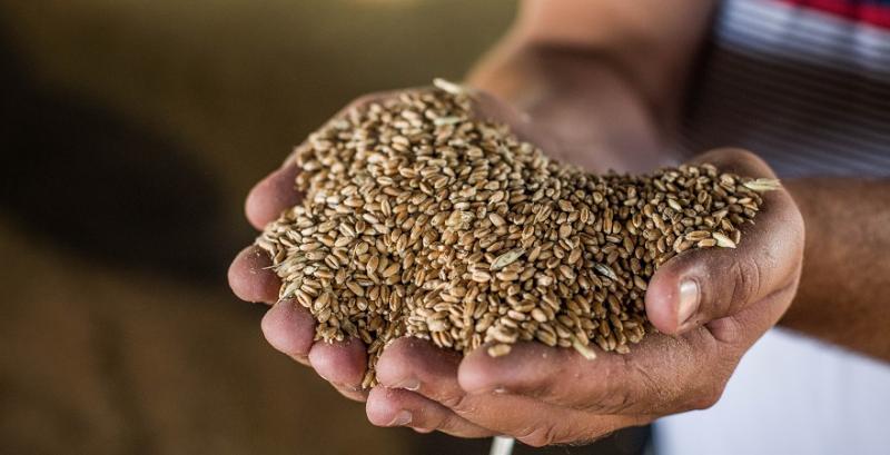 В Україні зросте ціна продовольчої пшениці