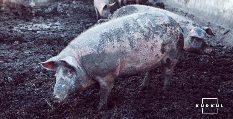 Британські супермаркети не працюватимуть з фермерами, які знущаються з тварин