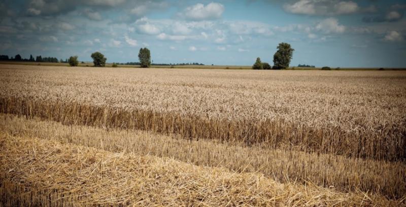 На Кіровоградщині зібрали понад 2,5 млн т зерна