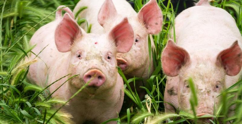 Ціни на живець свиней третій тиждень поспіль залишаються незмінними