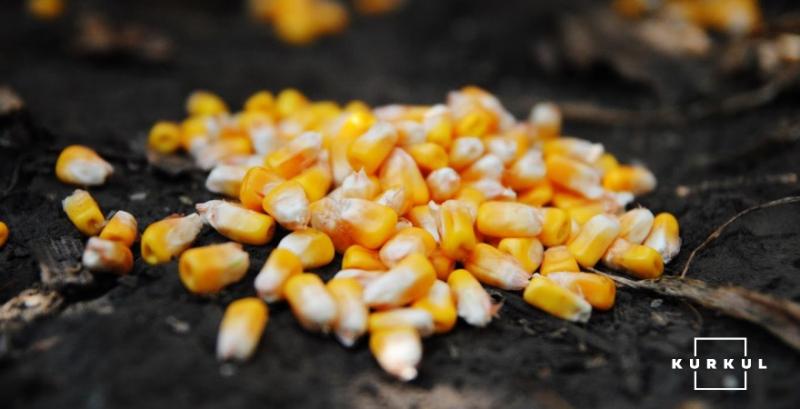 Елеватори розпочали приймати кукурудзу нового врожаю