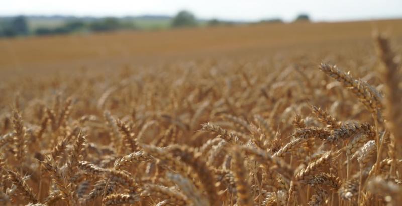 Аграрії намолотили рекордну за всю історію України кількість ранніх зернових — 44,8 млн т