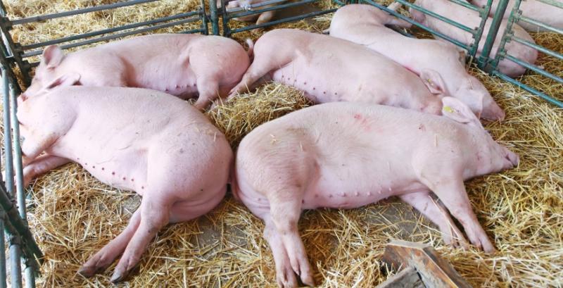Ціни на живець свиней — прогноз на 13-19 вересня