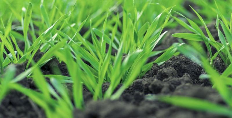 Фахівці UKRAVIT порадили універсальне рішення для первинного захисту озимих зернових