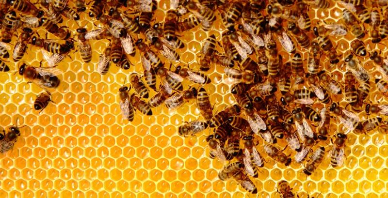 Бджоли, пасіка