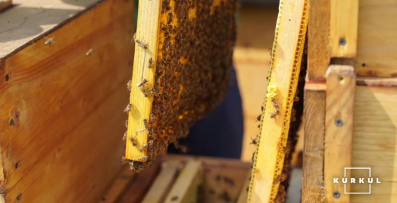 Закарпатські бджолярі реалізували майже 15 тисяч бджолопакетів у 2021 році