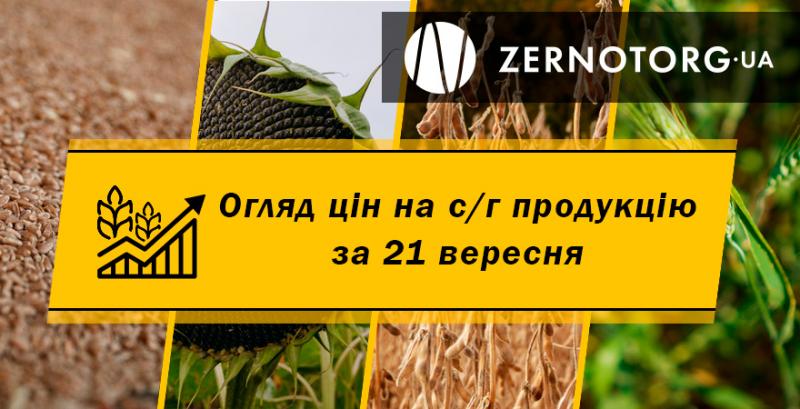 В Україні дорожчають зернові — огляд за 21 вересня від Zernotorg.ua