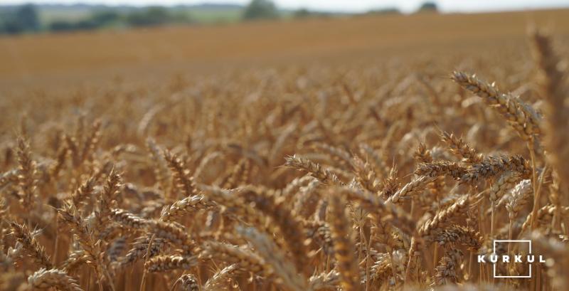 Пшениця, зернові