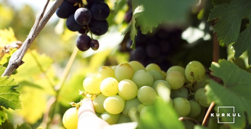 Садівники продають виноград за безцінь