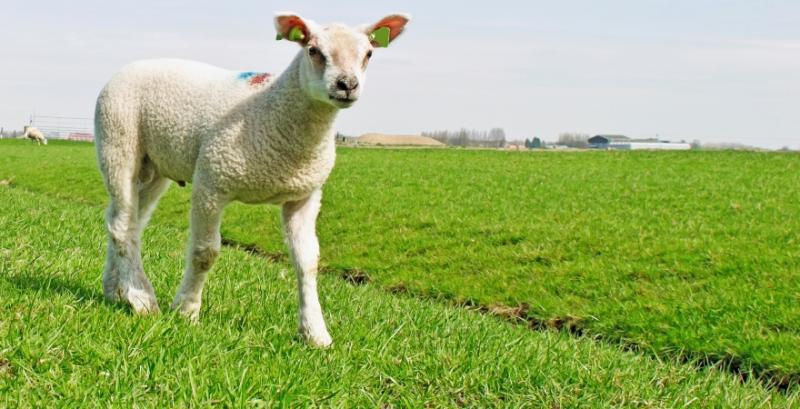 На Львівщині із ферми зникло 80 овець