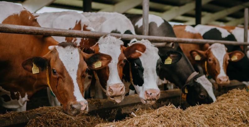 В Нідерландах втричі скоротять кількість худоби 