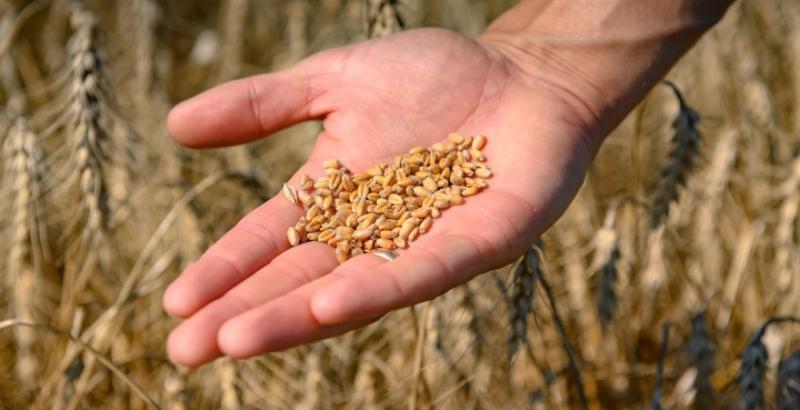 Меморандум про граничні межі експорту зернових буде підписано у жовтні