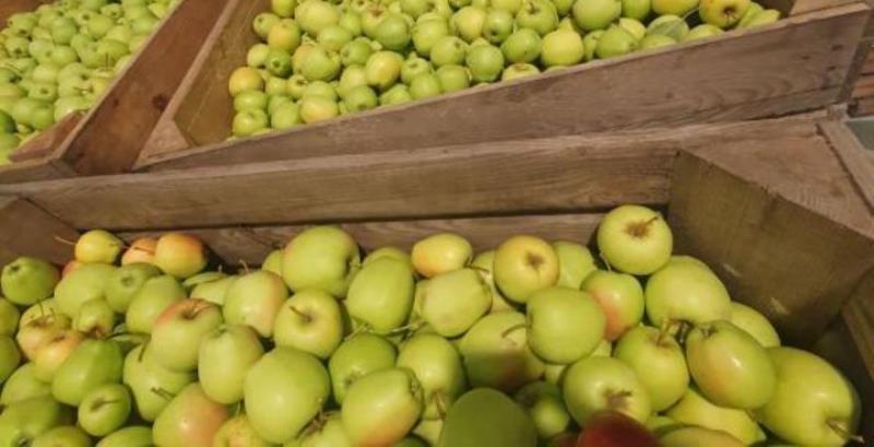 Фермери Волині розпочали збір яблук
