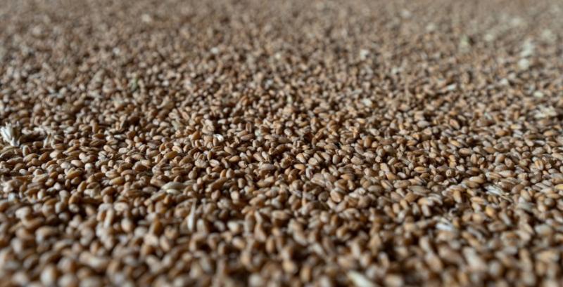 Через скорочення експортних пропозицій світові ціни на пшеницю зросли на 40%