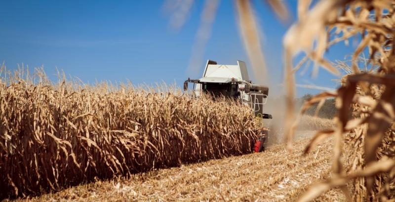 На Полтавщині збирають кукурудзу за врожайності понад 6 т/га 