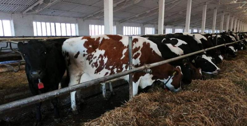 На Донеччині молочні ферми планують збільшити надій молока на корову