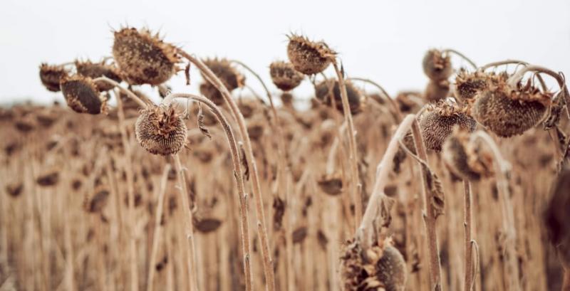Експерти USDA прогнозують врожай соняшника в Україні на рівні 17 млн т