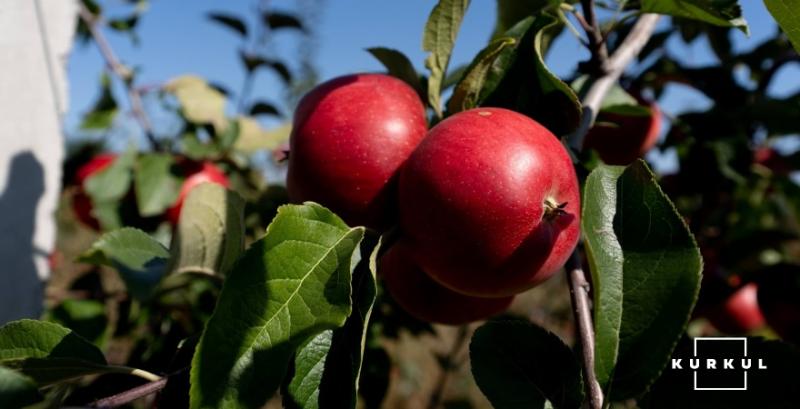 Ціни на яблука впали до 3-річного мінімуму