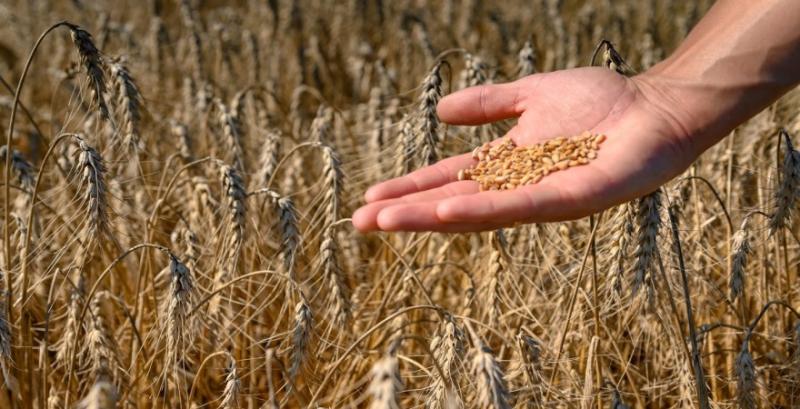 Ціни на зерно зростатимуть повільними темпами — фермер