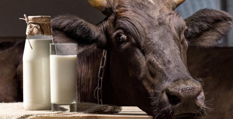 Наступного року в Україні запрацюють нові молочні ферми європейського зразка